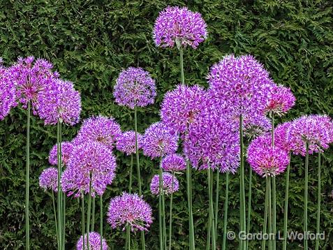 Purple Flowers_00633.jpg - Photographed at the Ornamental Gardens in Ottawa, Ontario, Canada.